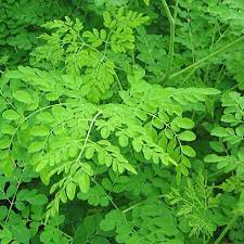 Moringa Olefera Leaves