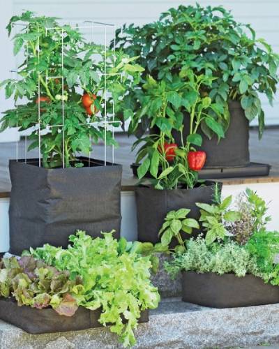 Coco Peat Grow Bag