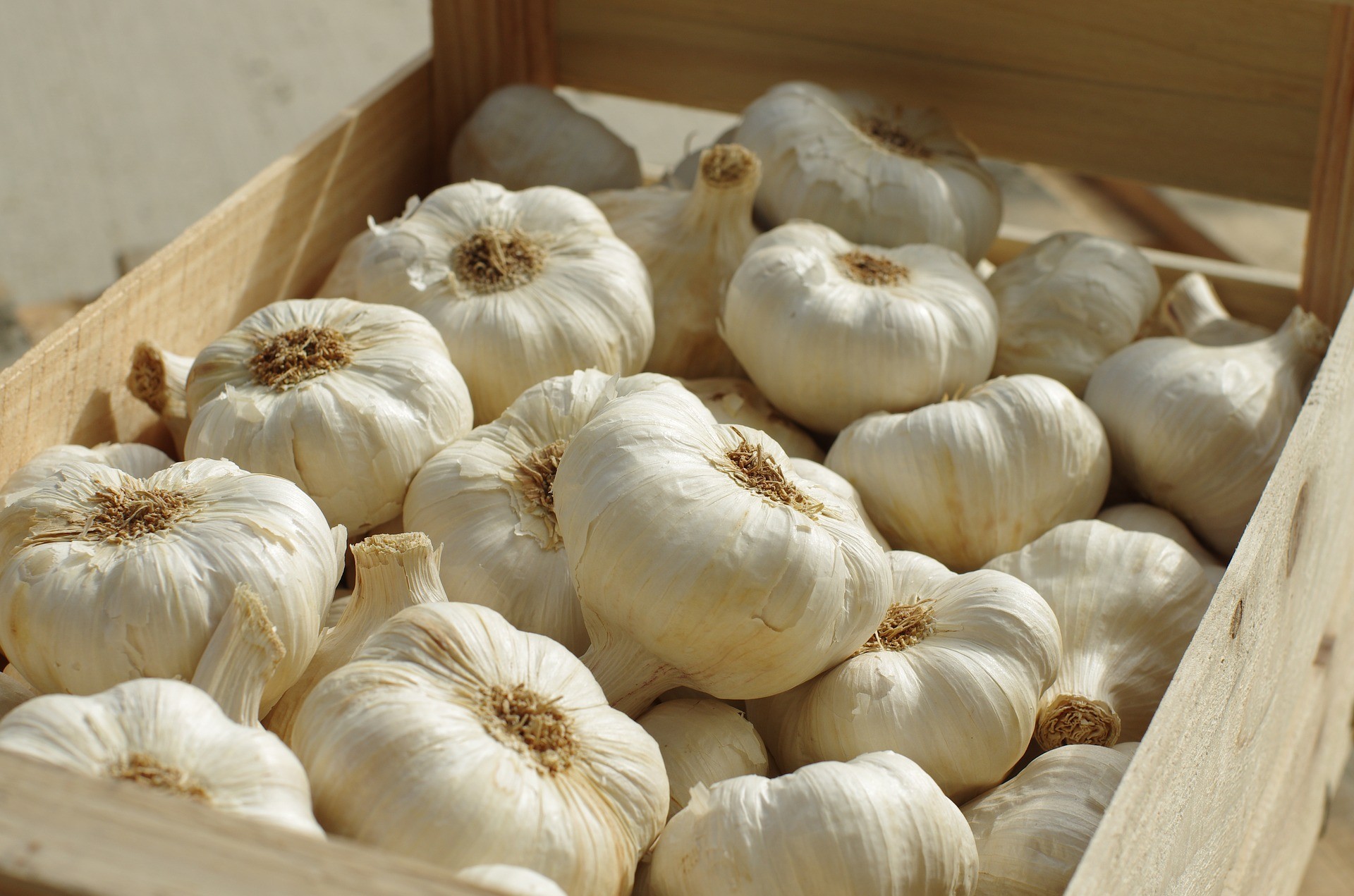 Pure white fresh garlic for sale with top grade