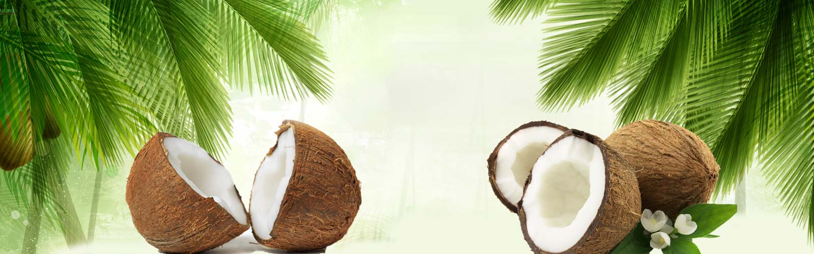 Bizcoverindia.com offer