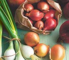 Home stead Harvest Onions