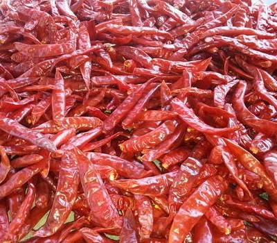 Wholesale dry red chilli