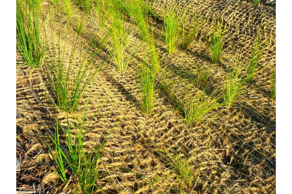 Terra Guardian Coir Erosion Control Mat