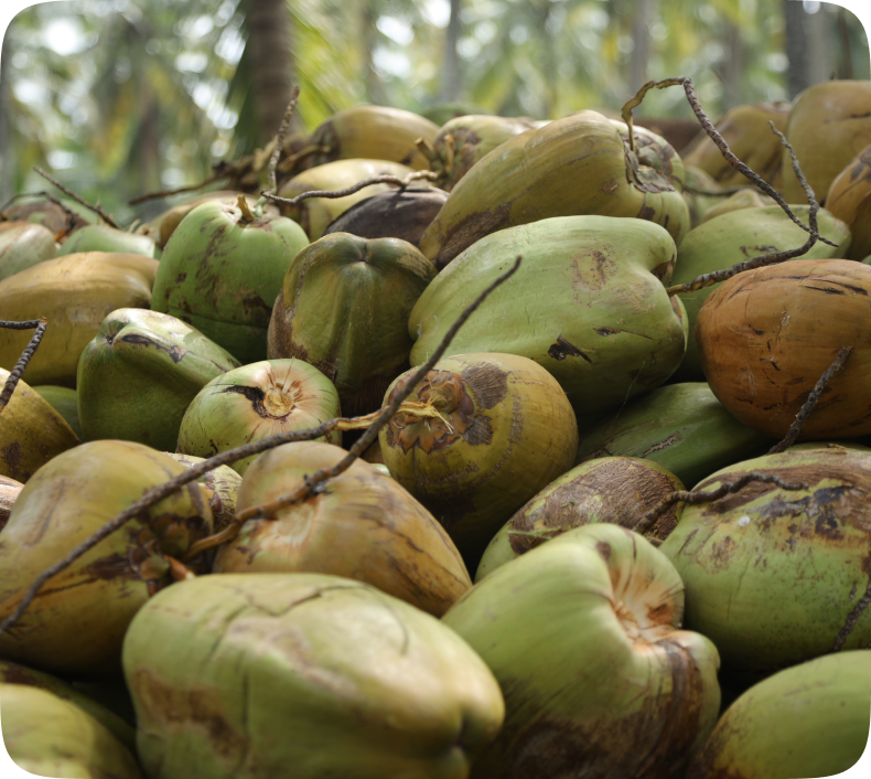 HUSKED MATURE COCONUTS