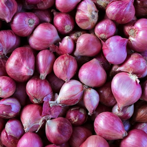 High Quality Onion at Factory Price