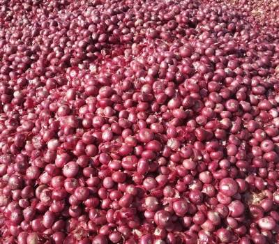 Oraganic Onion sale at factory price