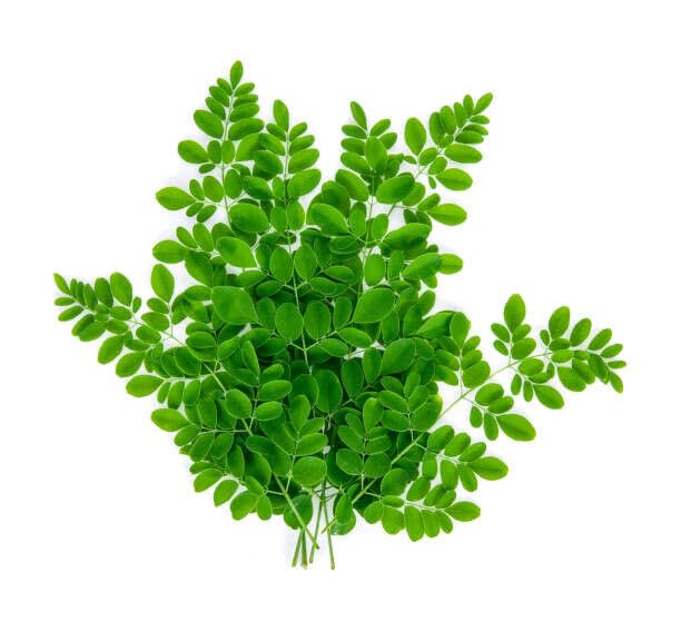 100% Top Selling Fresh Moringa Leaves