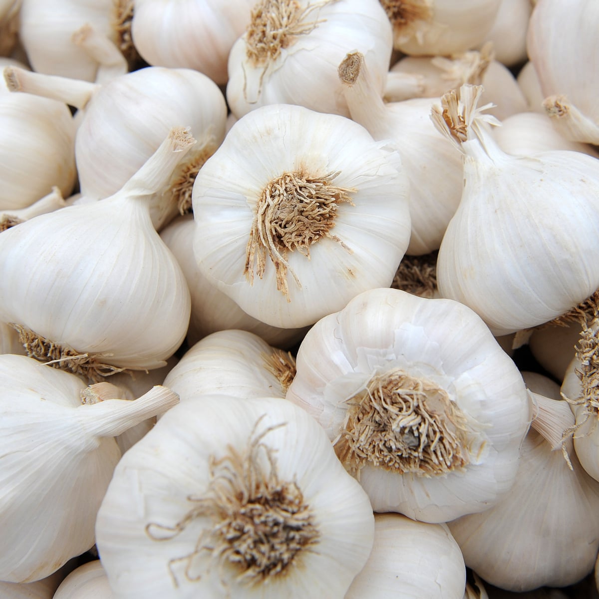 Harvest Hearth Garlic