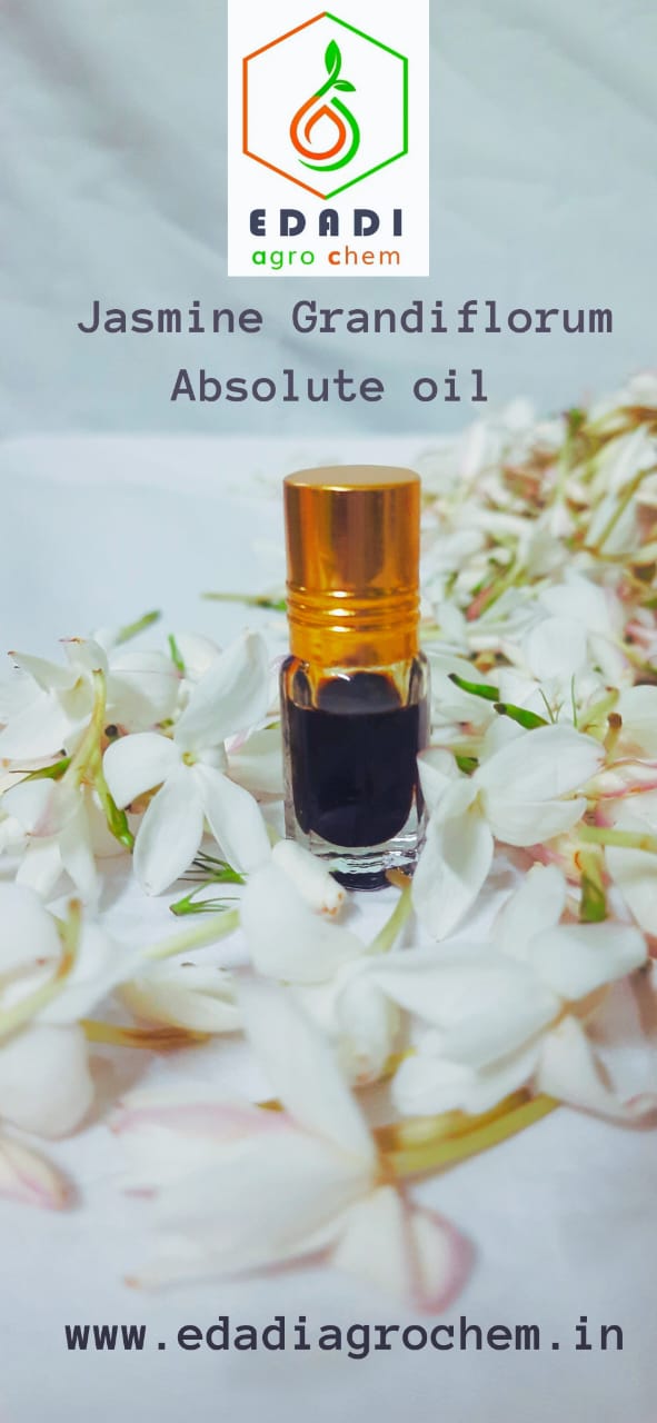 JASMINE GRANDIFLORUM ABSOLUTE OIL