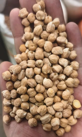 Top Quality Natural Black Chickpeas available for Export